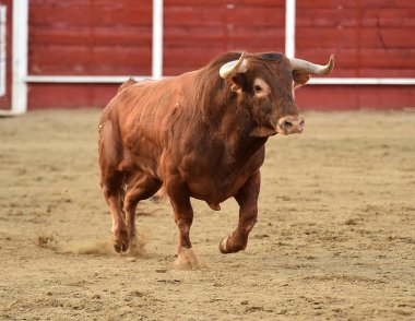 bullring İspanyol boğa