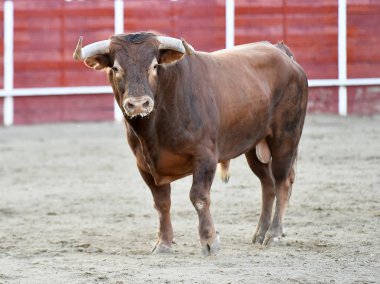 bullring İspanyol boğa