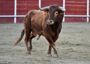 bullring İspanyol boğa