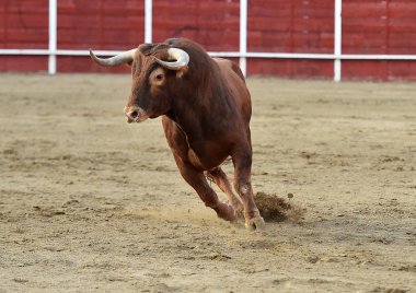 bullring İspanyol boğa