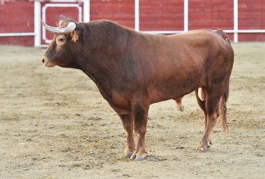 bullring İspanyol boğa