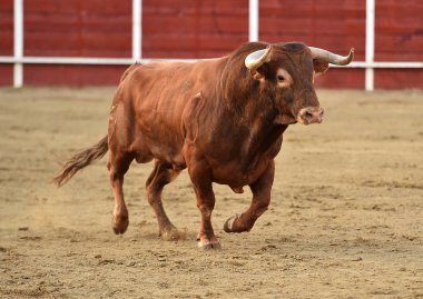bullring İspanyol boğa