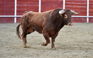 bullring İspanyol boğa