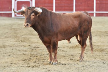 bullring İspanyol boğa