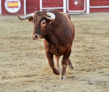 bullring İspanyol boğa