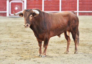 bullring İspanyol boğa