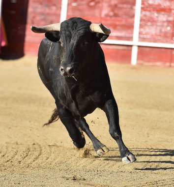 bullring İspanyol boğa