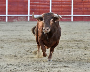 bullring İspanyol boğa