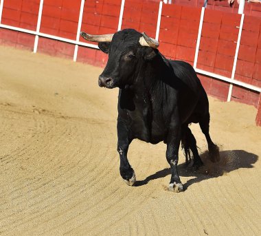 bullring İspanyol boğa