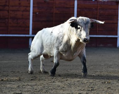 bullring İspanyol boğa
