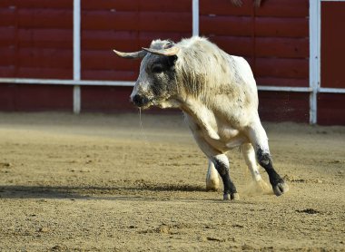 bullring İspanyol boğa