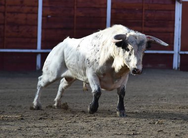 bullring İspanyol boğa