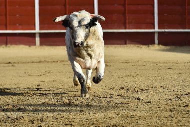 bullring İspanyol boğa