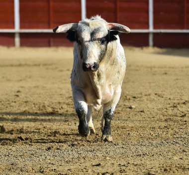 bullring İspanyol boğa