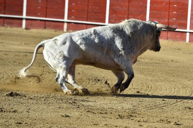 bullring İspanyol boğa