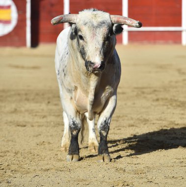 bullring İspanyol boğa