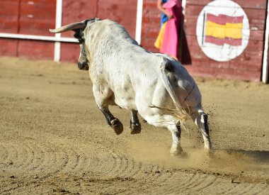 bullring İspanyol boğa