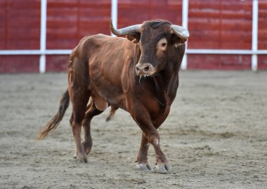 bullring İspanyol boğa