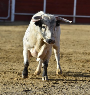 bullring İspanyol boğa