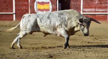 bullring İspanyol boğa