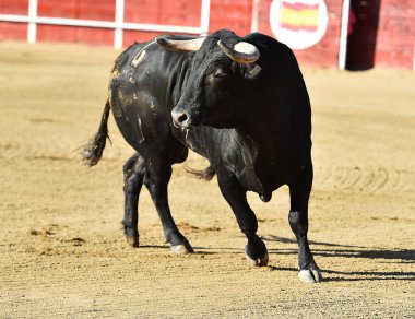 bullring İspanyol boğa