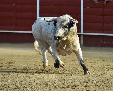 bullring İspanyol boğa