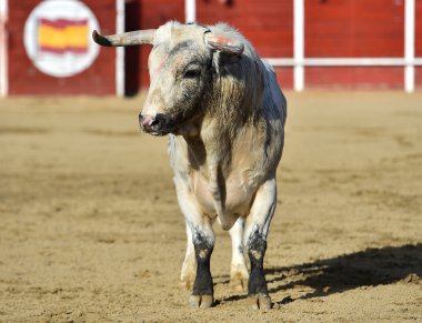 bullring İspanyol boğa