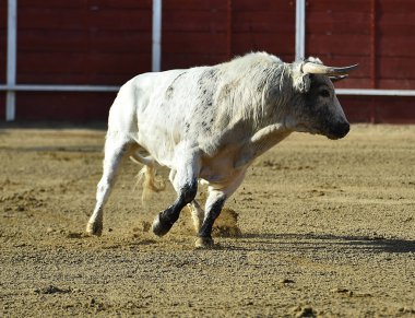 bullring İspanyol boğa