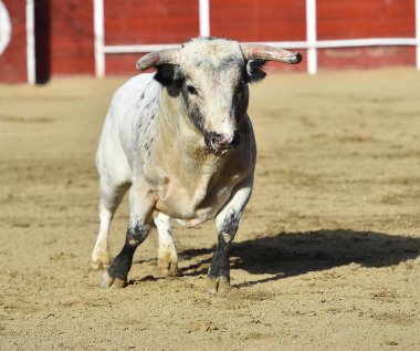 bullring İspanyol boğa