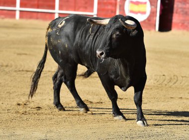bullring İspanyol boğa