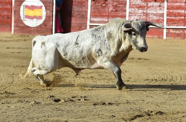 bullring İspanyol boğa