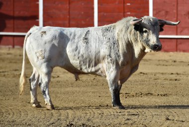 bullring İspanyol boğa