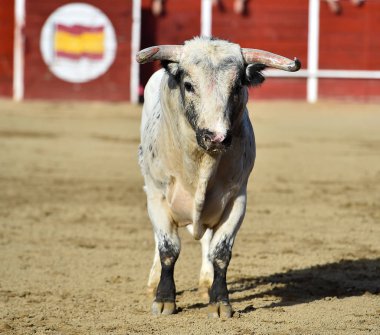 bullring İspanyol boğa