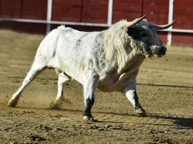 bullring İspanyol boğa
