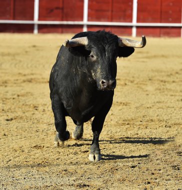 bullring İspanyol boğa