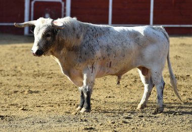 bullring İspanyol boğa