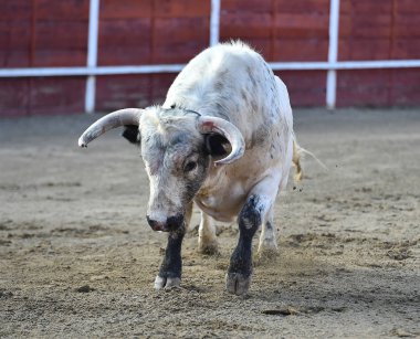 bullring İspanyol boğa