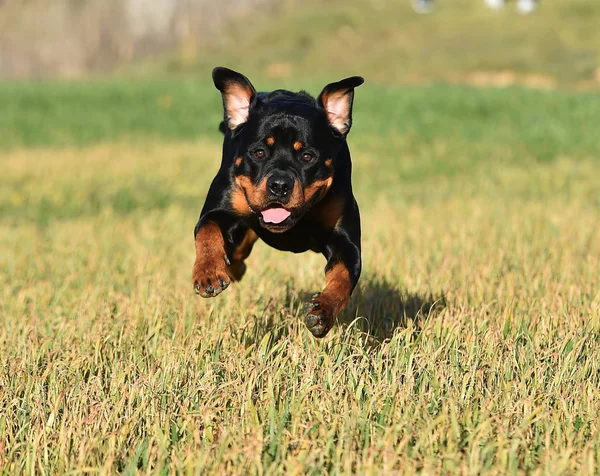 Rottweiler Nell Erba — Foto Stock