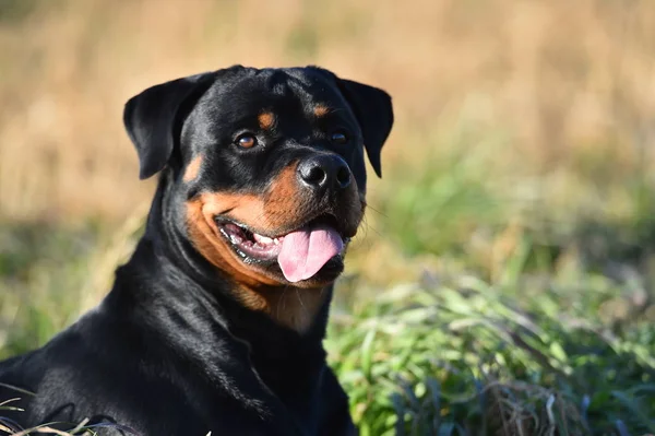 Rottweiler Çim — Stok fotoğraf