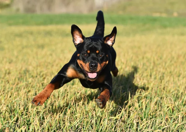 Rottweiler Hierba — Foto de Stock