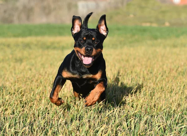 Rottweiler Hierba — Foto de Stock