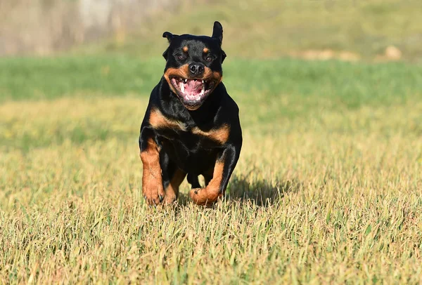 Rottweiler Grama — Fotografia de Stock