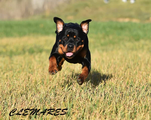 Rottweiler Hierba — Foto de Stock