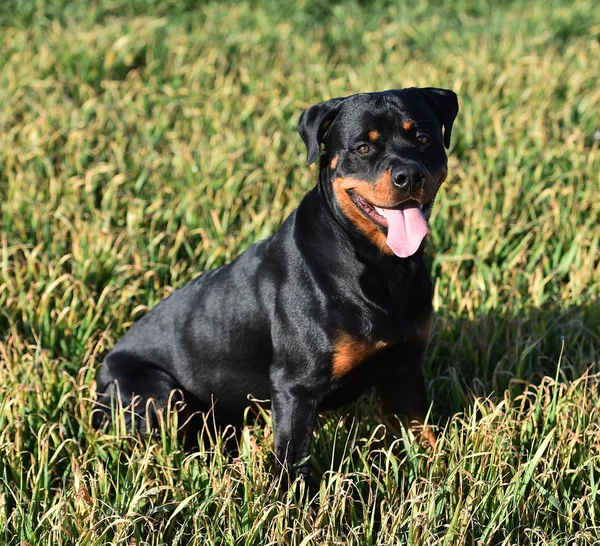 Rottweiler Fűben — Stock Fotó