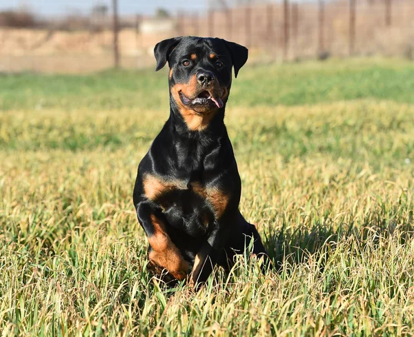 Rottweiler Fűben — Stock Fotó