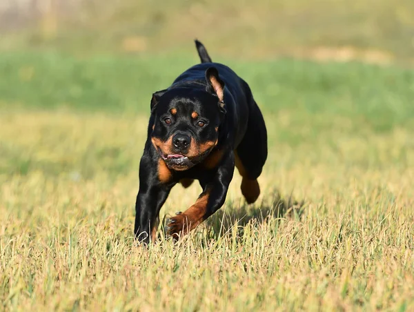 Rottweiler Nell Erba — Foto Stock