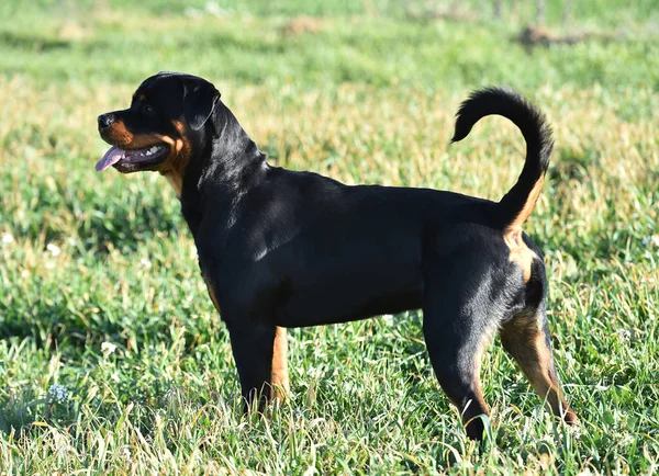 Rottweiler çim