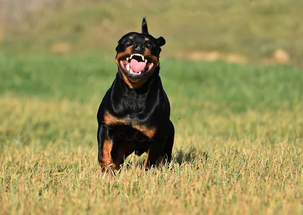 Rottweiler Hierba — Foto de Stock