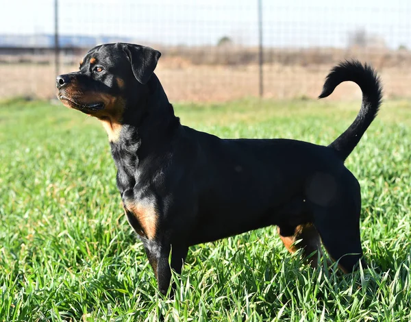 Rottweiler Fűben — Stock Fotó