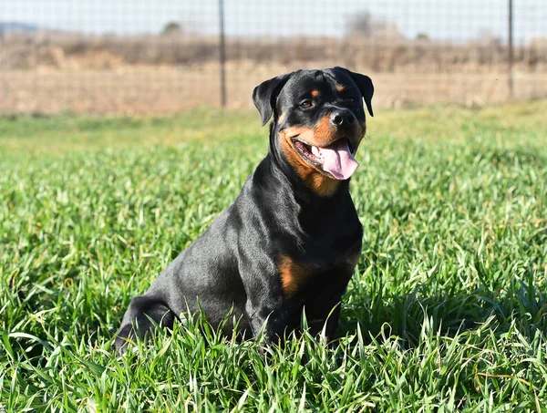 Rottweiler Çim — Stok fotoğraf